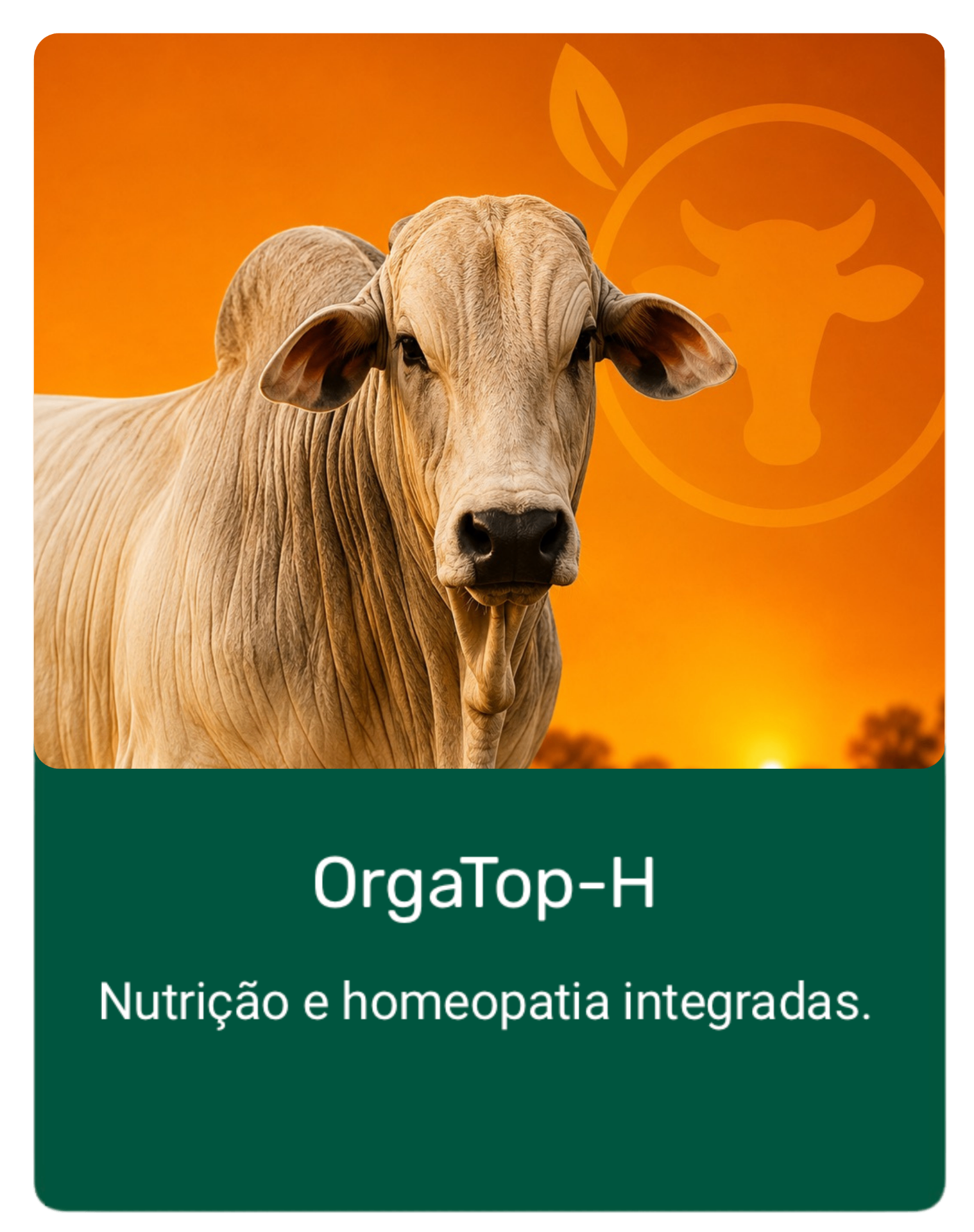 OrgaTop-H